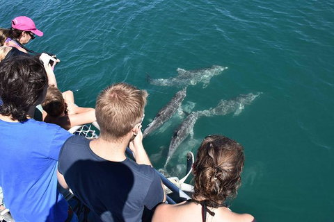 Eco Marine Safari - Boom Netting & Snorkeling Moreton Island - Fortitude Valley - Stayed 4