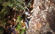 Glass House Mountains Rock Climbing Experience - thumb 7