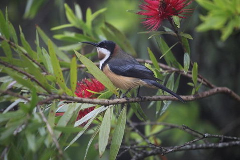 Small-Group 4WD Lamington National Park Day Trip From Brisbane - Stayed 4