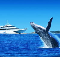 Tangalooma Island Resort Premium Dolphin Feeding Day Cruise with Whale Watching - Stayed