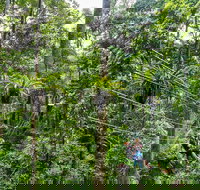 Cape Tribulation and Jungle Surfing Adventure Day from Port Douglas - Stayed