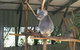 Brisbane Afternoon Tour To XXXX Brewery And Mt Coot-tha - thumb 3