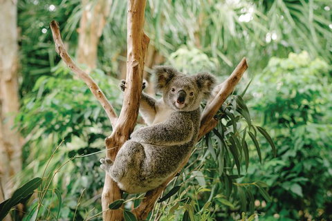 Full-Day Small-Group History And Heritage Tour Of Brisbane City - Stayed 1