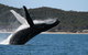Hervey Bay Ultimate Whale Watching Cruise - thumb 0