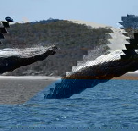 Hervey Bay Ultimate Whale Watching Cruise - Stayed