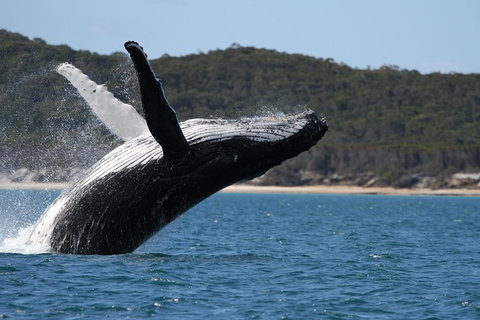 Hervey Bay Ultimate Whale Watching Cruise - Stayed 0