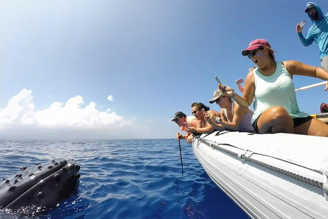 Hervey Bay Ultimate Whale Watching Cruise - Stayed 1