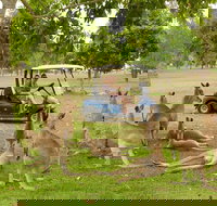 Small-Group Wildlife and Rainforest Tour from Port Douglas - Stayed