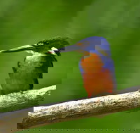 Daintree River Dawn Cruise - Stayed