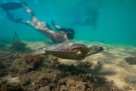 Half Day Low Isles Snorkelling Tour From Port Douglas - Stayed 6