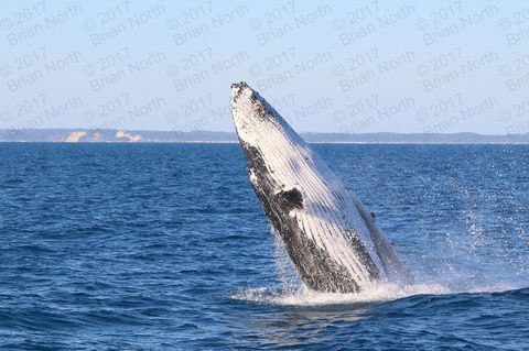 Hervey Bay Whale Watching Cruise - Stayed 2