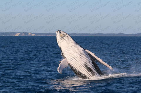 Hervey Bay Whale Watching Cruise - Stayed 3
