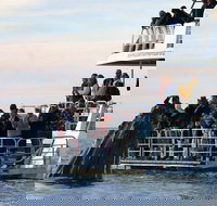 Hervey Bay Whale Watching Cruise - Stayed