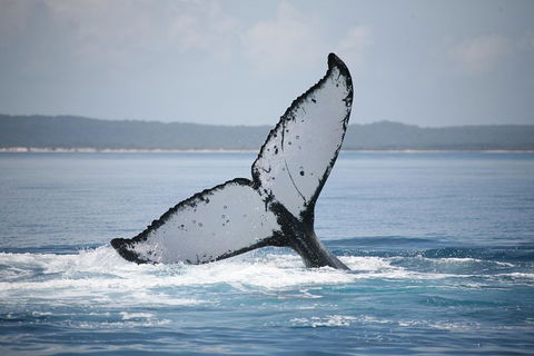 Hervey Bay Whale Watching Cruise - Stayed 1