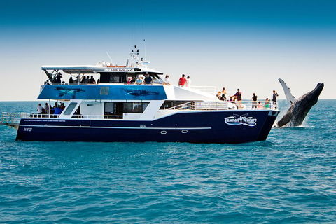 Hervey Bay Whale Watching Cruise - Stayed 7