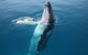 Hervey Bay Whale Watching Cruise - thumb 8
