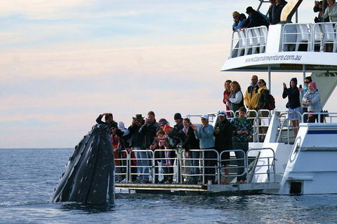 Hervey Bay Whale Watching Cruise - Stayed 4