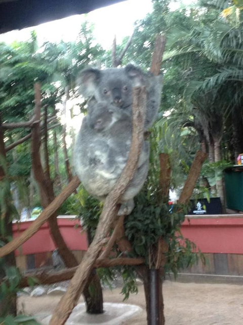 Hartley's Crocodile Adventures Day Trip From Cairns - Stayed 7