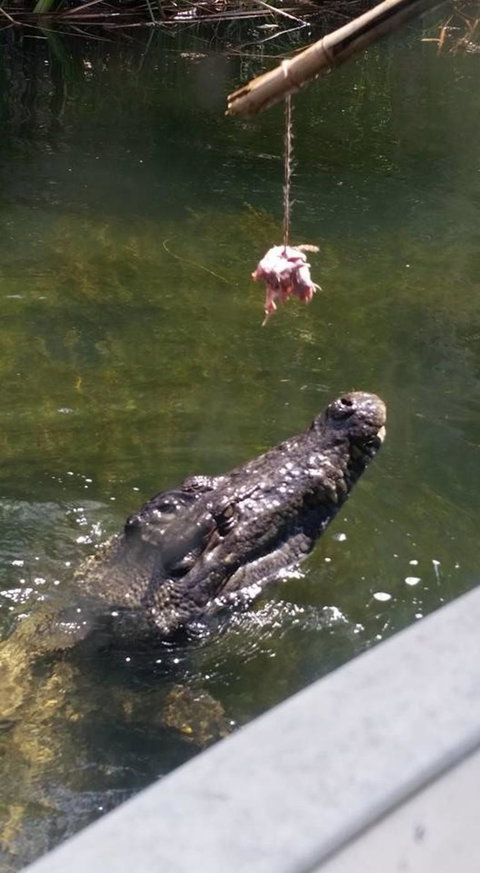 Hartley's Crocodile Adventures Day Trip From Cairns - Stayed 11