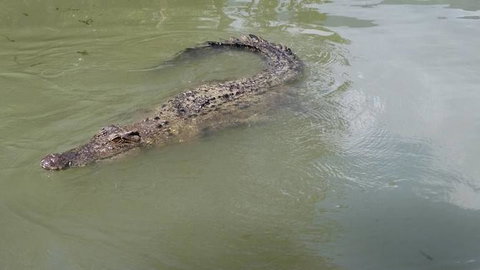 Hartley's Crocodile Adventures Day Trip From Cairns - Stayed 10
