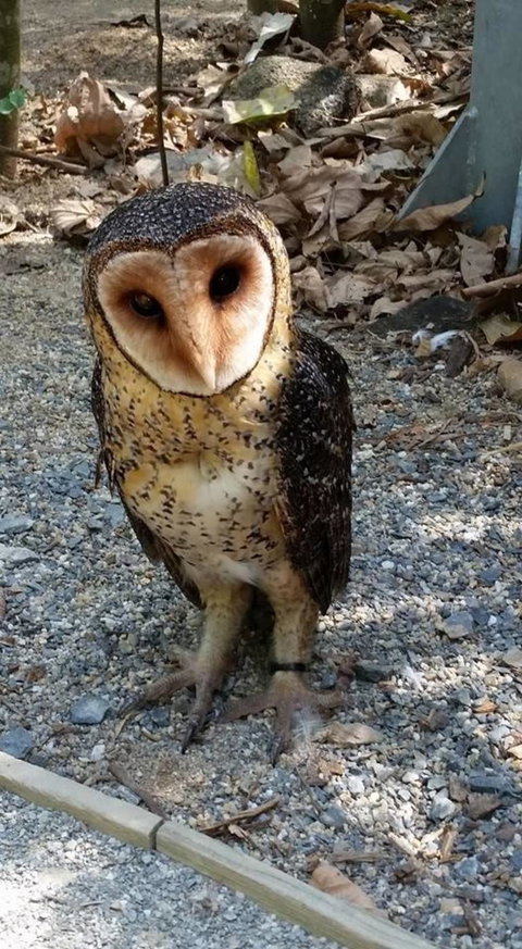 Hartley's Crocodile Adventures Day Trip From Cairns - Stayed 9