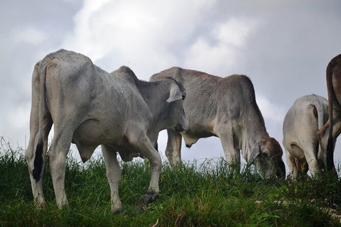 Daintree River Cruise - Stayed 6