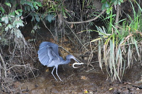 Daintree River Cruise - Stayed 4