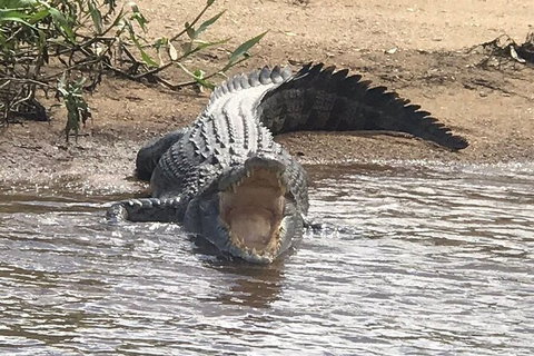 Daintree River Cruise - Stayed 5