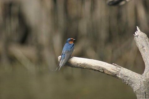Daintree River Cruise - Stayed 8