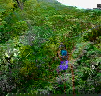 Tamborine Mountain Daily Service Treetop Challenge and Thunderbird Park - Stayed