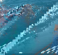 Three-Quarter Day Hervey Bay Premium Whale Watching Cruise - Stayed