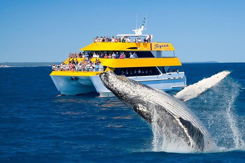 Spirit Of Hervey Bay Whale Watching Cruise - Stayed 0