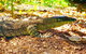 Small-Group 4WD Springbrook National Park Day Trip From Brisbane - thumb 4