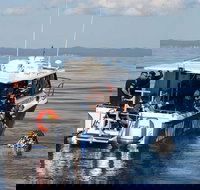 Hervey Bay Whale Swim and Watch - Stayed