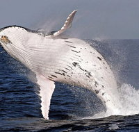 Whale Watching and Surfers Paradise Day Trip from Brisbane - Stayed