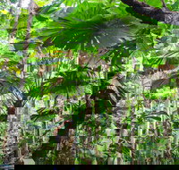 Cape Tribulation Daintree Rainforest and Wildlife Tour - Stayed