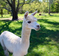 Half Day Animal Tour - Stayed