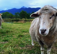 Trevena Glen Farm Animal Experience - Stayed