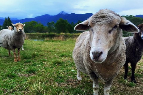 Trevena Glen Farm Animal Experience - Stayed 0
