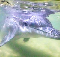 Premium Dolphin Feeding Day Cruise to Tangalooma Island Resort on Moreton Island - Stayed