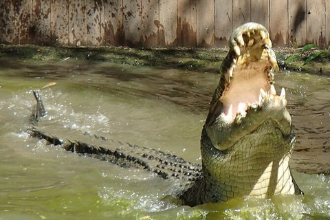 Hartley\'s Crocodile Adventures Day Trip From Palm Cove - Stayed 4