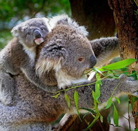 Koalas Kangaroos  Mt Coot-tha Scenic Views Private Tour with Local Guide - Stayed