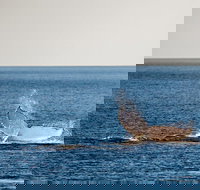 Whale Watching Ocean Tour - Stayed