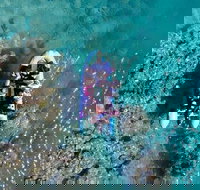 Glass-bottom boat tour with Whitehaven Beach - Stayed