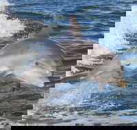 Noosa Oceanrider Scenic Dolphin Safari - Stays Accommodation