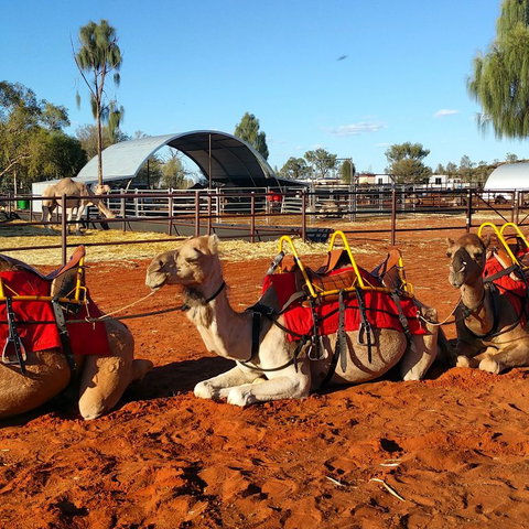 Uluru Small-Group Tour By Camel At Sunrise Or Sunset - Stayed 15