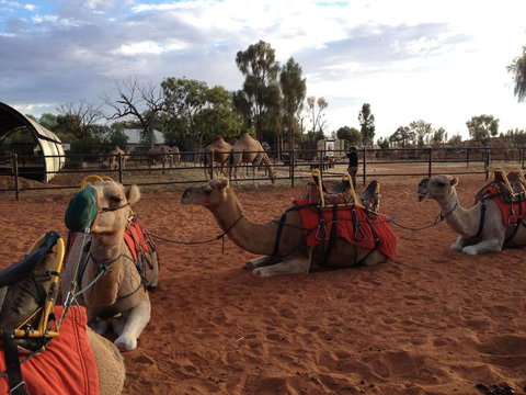 Uluru Small-Group Tour By Camel At Sunrise Or Sunset - Stayed 24