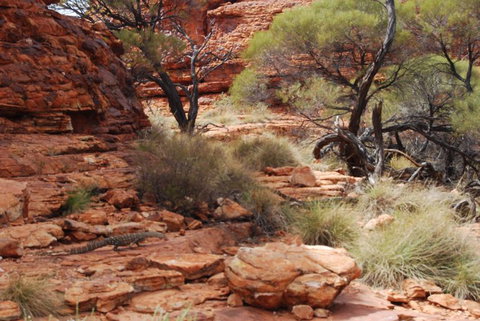 Kings Canyon Day Trip From Ayers Rock - Stayed 24
