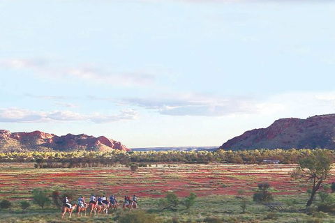 Alice Springs Camel Tour - Stayed 3