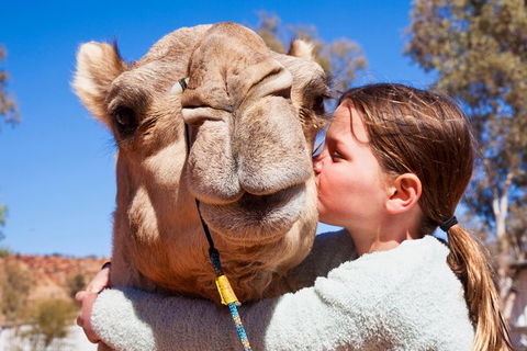 Alice Springs Camel Tour - Stayed 2
